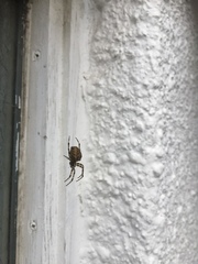 Araneus diadematus