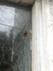 Araneus diadematus