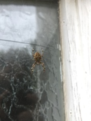 Araneus diadematus