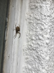 Araneus diadematus