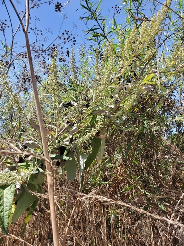 iNaturalist observation photo of California mugwort