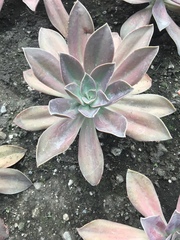 Graptopetalum