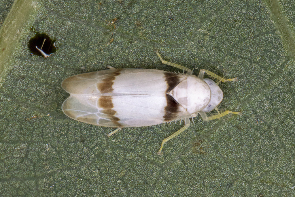 Ossiannilssonola hinei