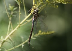 Aeshna interrupta interrupta