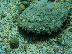 Pinctada mazatlanica