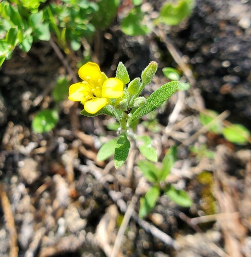 Physaria densiflora observed 2025-03-29