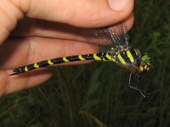 Cordulegaster erronea