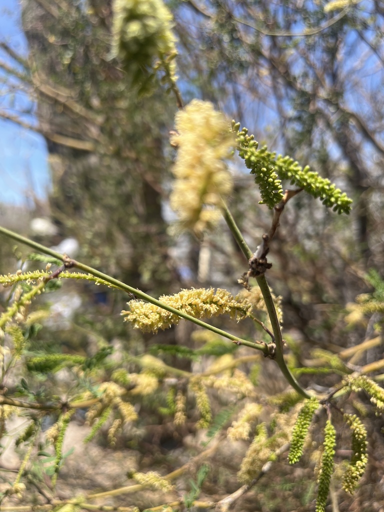 Prosopis articulata S.Watson 3