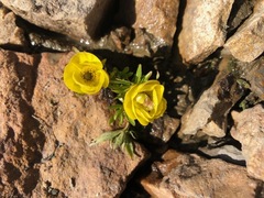 Ranunculus suksdorfii