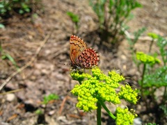 Callophrys eryphon