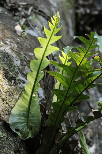 Image of Drynaria coronans by no rights reserved