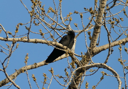 American Crow