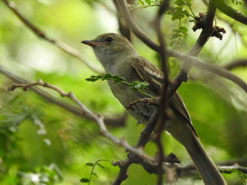 Caribbean Elaenia