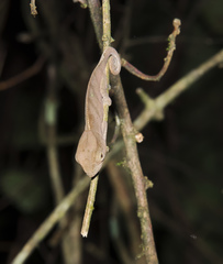 Calumma oshaughnessyi