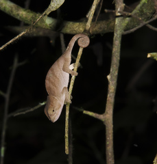 Calumma oshaughnessyi