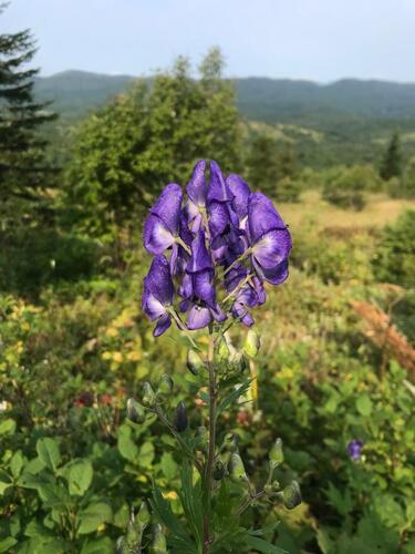 Aconitum sachalinense iNat (2)