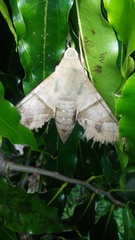 Oryba achemenides