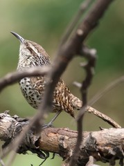 Campylorhynchus jocosus