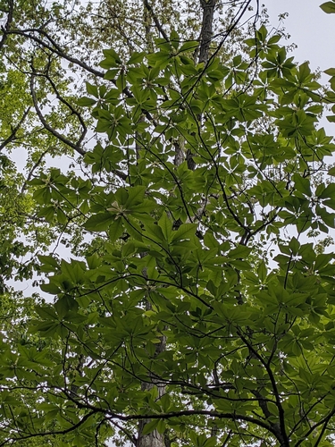 Image of Magnolia fraseri by (c) Alaina Krakowiak, some rights reserved (CC BY)