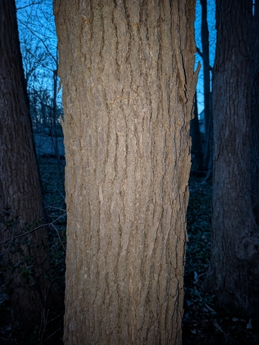 Nyssa sylvatica