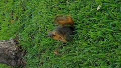 Sciurus niger