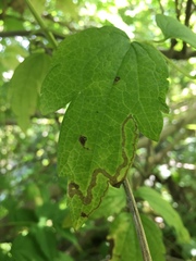 Phytomyza loewii