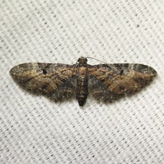 Eupithecia carneata