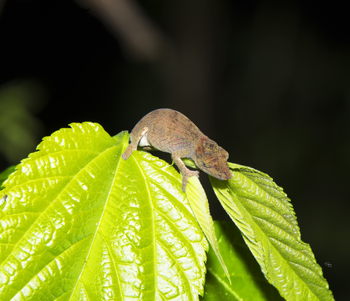 Ranomafana Nosed Chameleon, Calumma tjiasmantoi