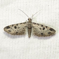 Prorella discoidalis