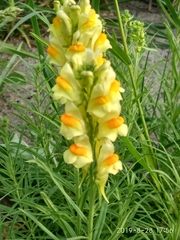 Linaria vulgaris