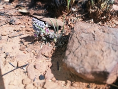 Ledebouria leptophylla