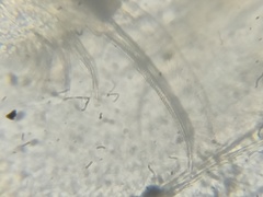 Simocephalus serrulatus