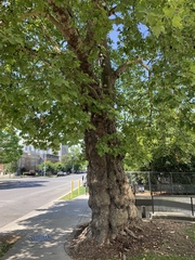 Platanus