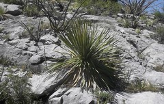 Dasylirion cedrosanum