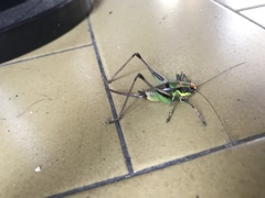 Eupholidoptera chabrieri