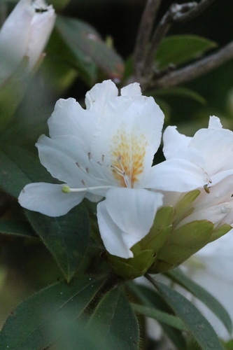 Champion's Rhododendron (Rhododendron championiae)