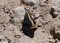 Papilio indra