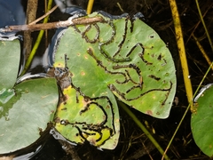 Polypedilum braseniae