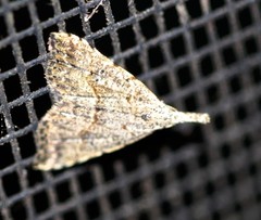 Trigonistis asthenopa