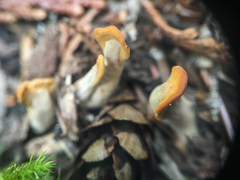 Spathulariopsis