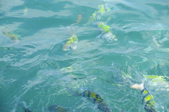 Abudefduf vaigiensis