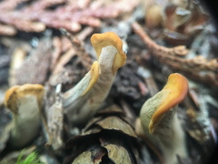 Spathulariopsis