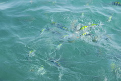 Abudefduf vaigiensis