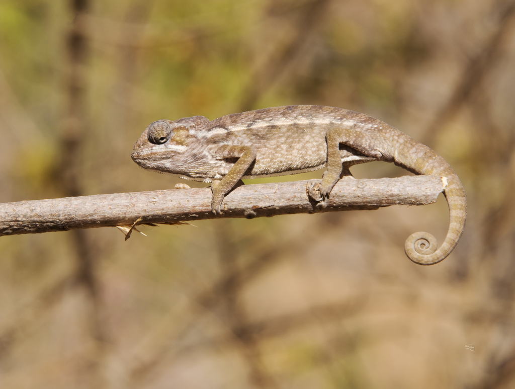 Carpet Chameleon