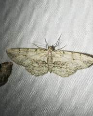 Iridopsis larvaria