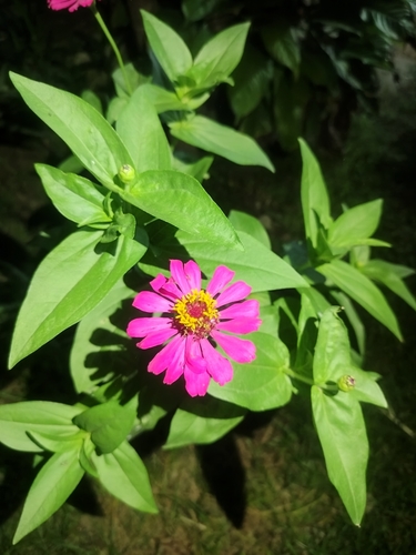 Elegant Zinnia