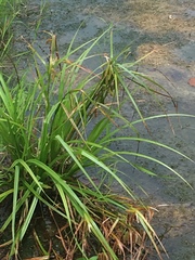 Carex comosa