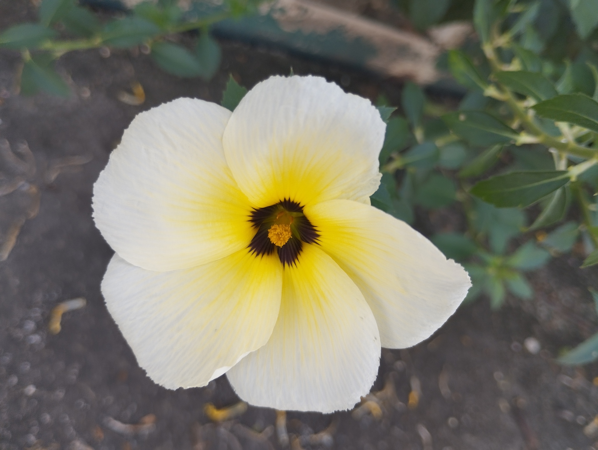 Turnera subulata