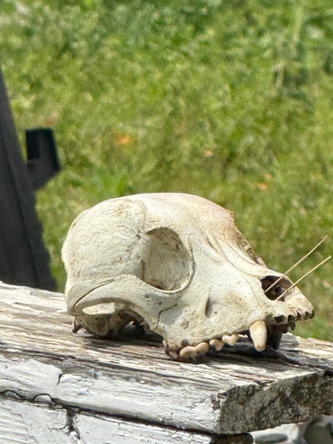 Domestic Dog photographed in North Carolina