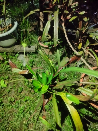 Variegated Croton